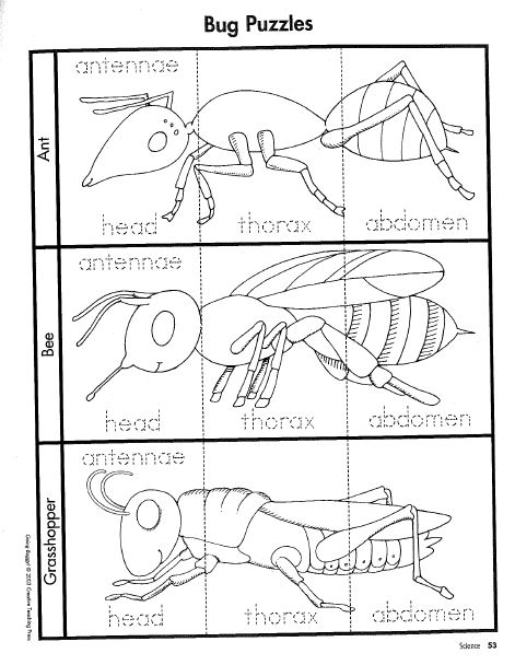 Lesson Plans - Mini Investigation: Insects